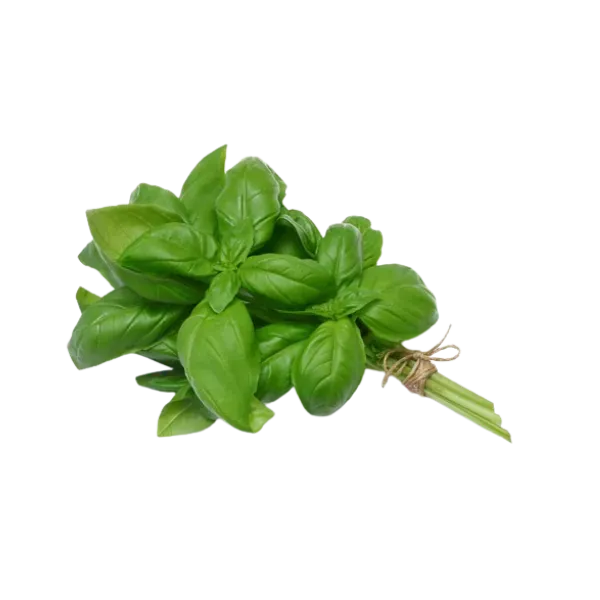 Albahaca agroelocogica