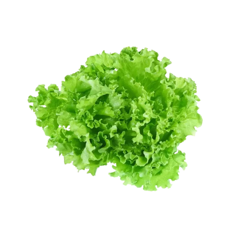 Lechuga Agroecologica