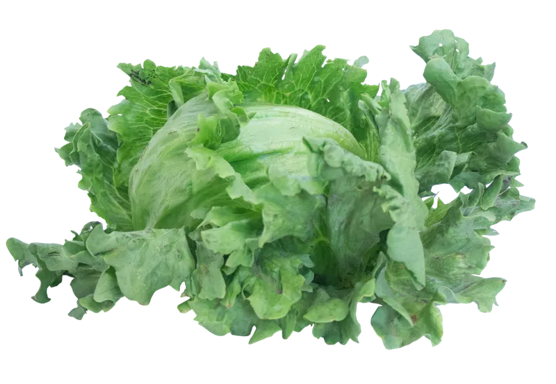 Lechuga Capuchina agroecológica